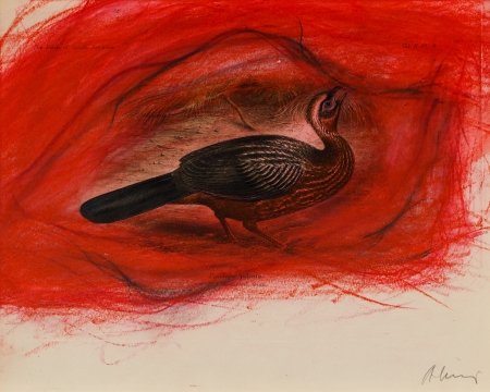 Arnulf Rainer, Penelope pileata - Red breasted Guan